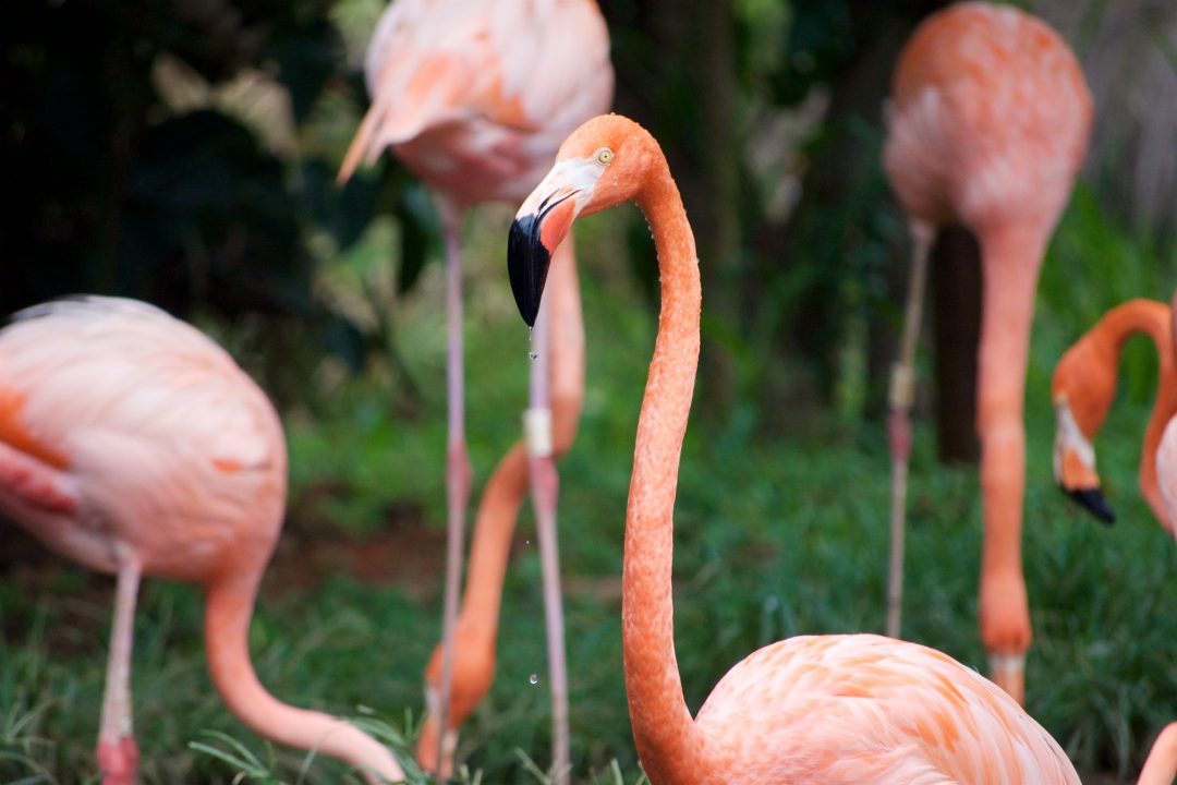 flamingo rosado